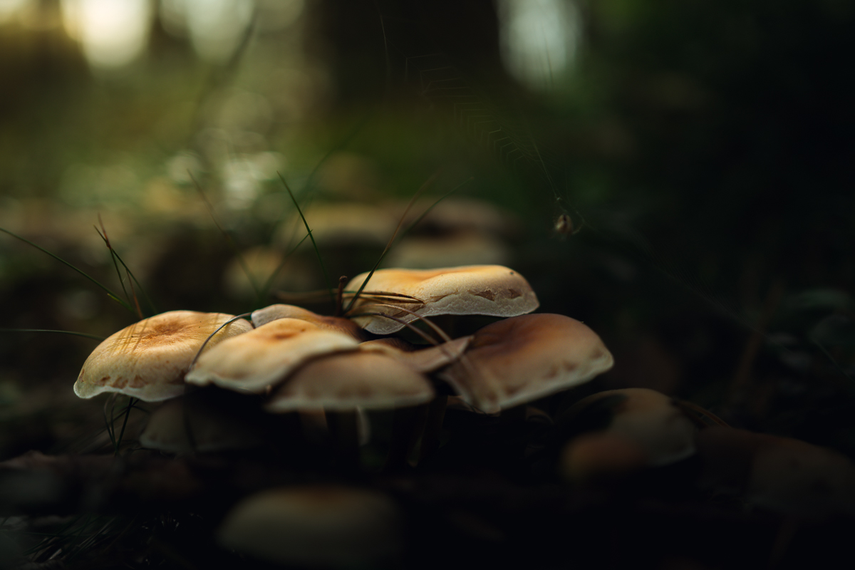 Ochre mushroom caps gathered under a delicate spiderweb in a dark woodland